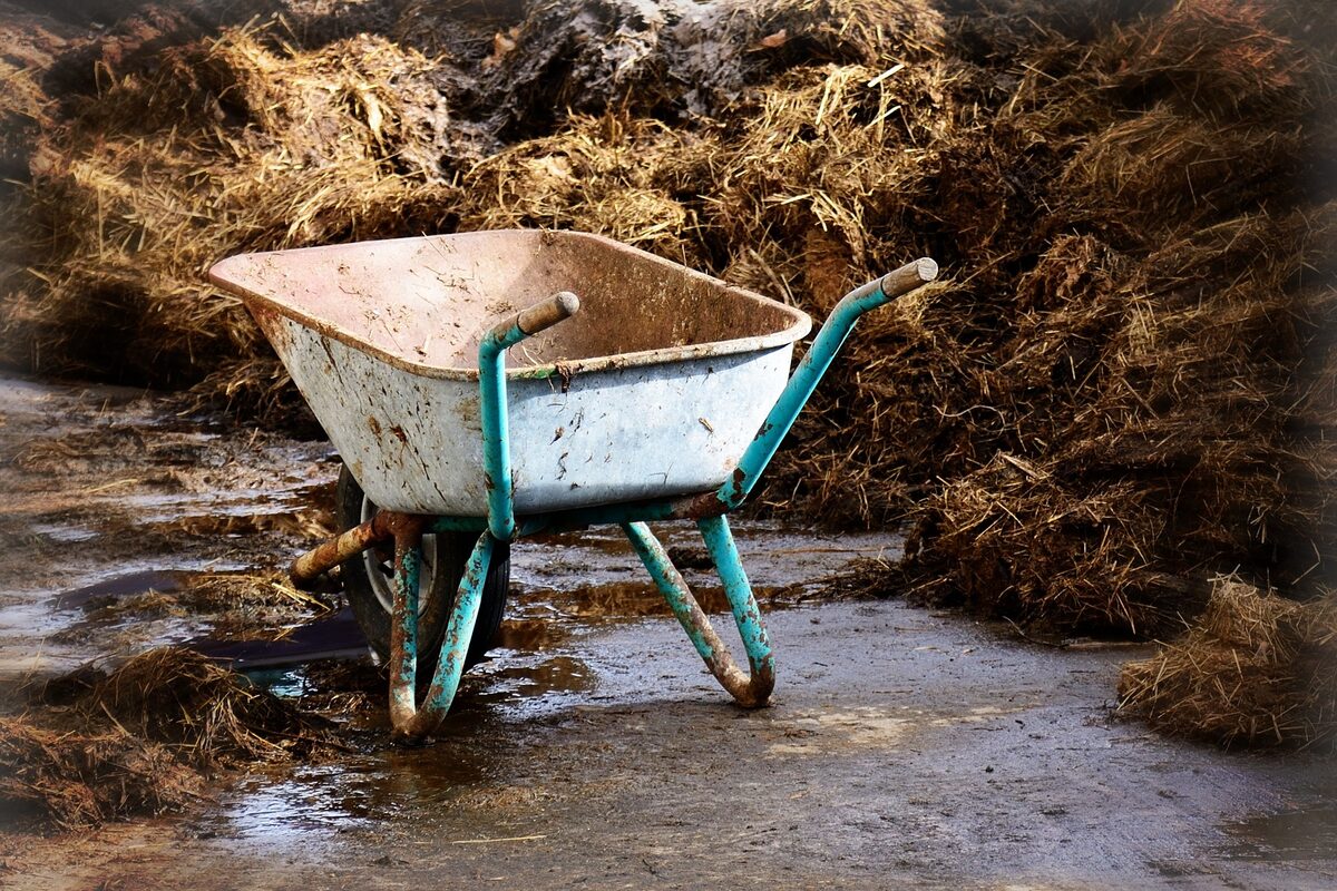 Fumier de poules prêt à être composté pour le jardin