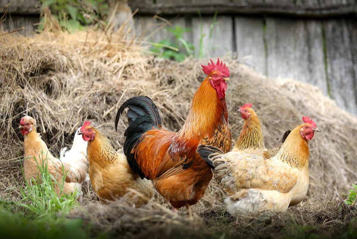 Poules qui communiquent entre elles par des gloussements dans un enclos