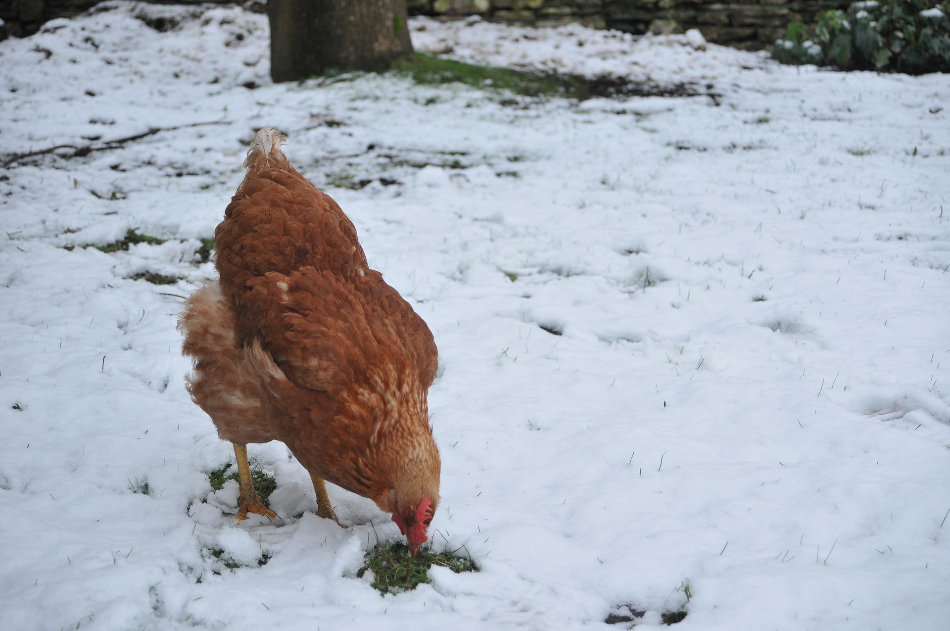 Poules perchées ensemble dans un poulailler en hiver