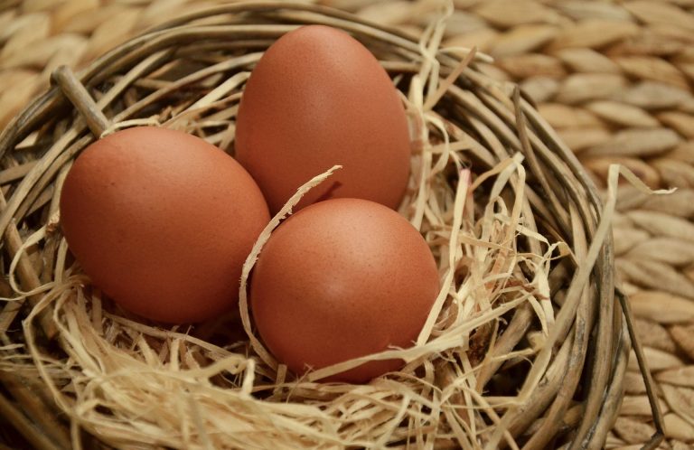 Oeuf à double jaune : pourquoi et est-ce normal ?