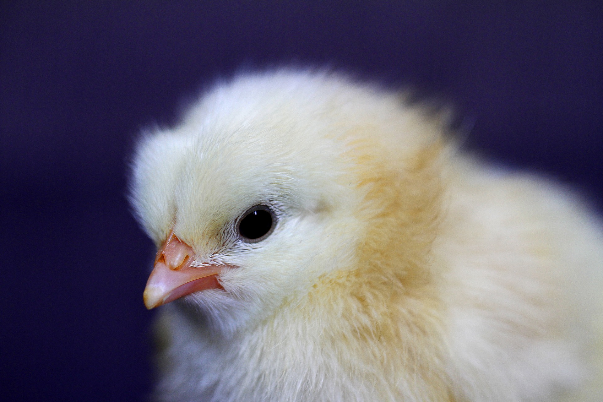 Petit poussin jaune de quelques jours sous une source de chaleur