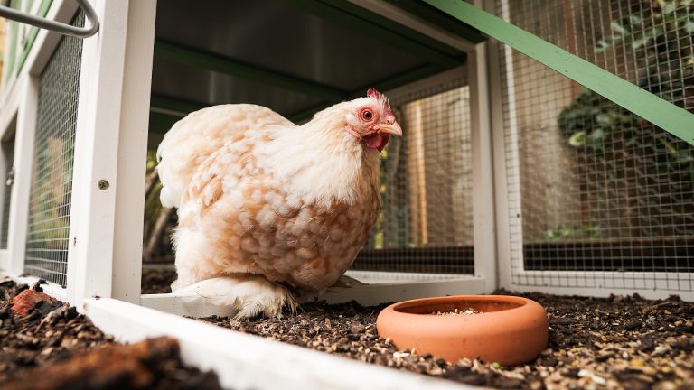 Poule Leghorn : la championne de la ponte