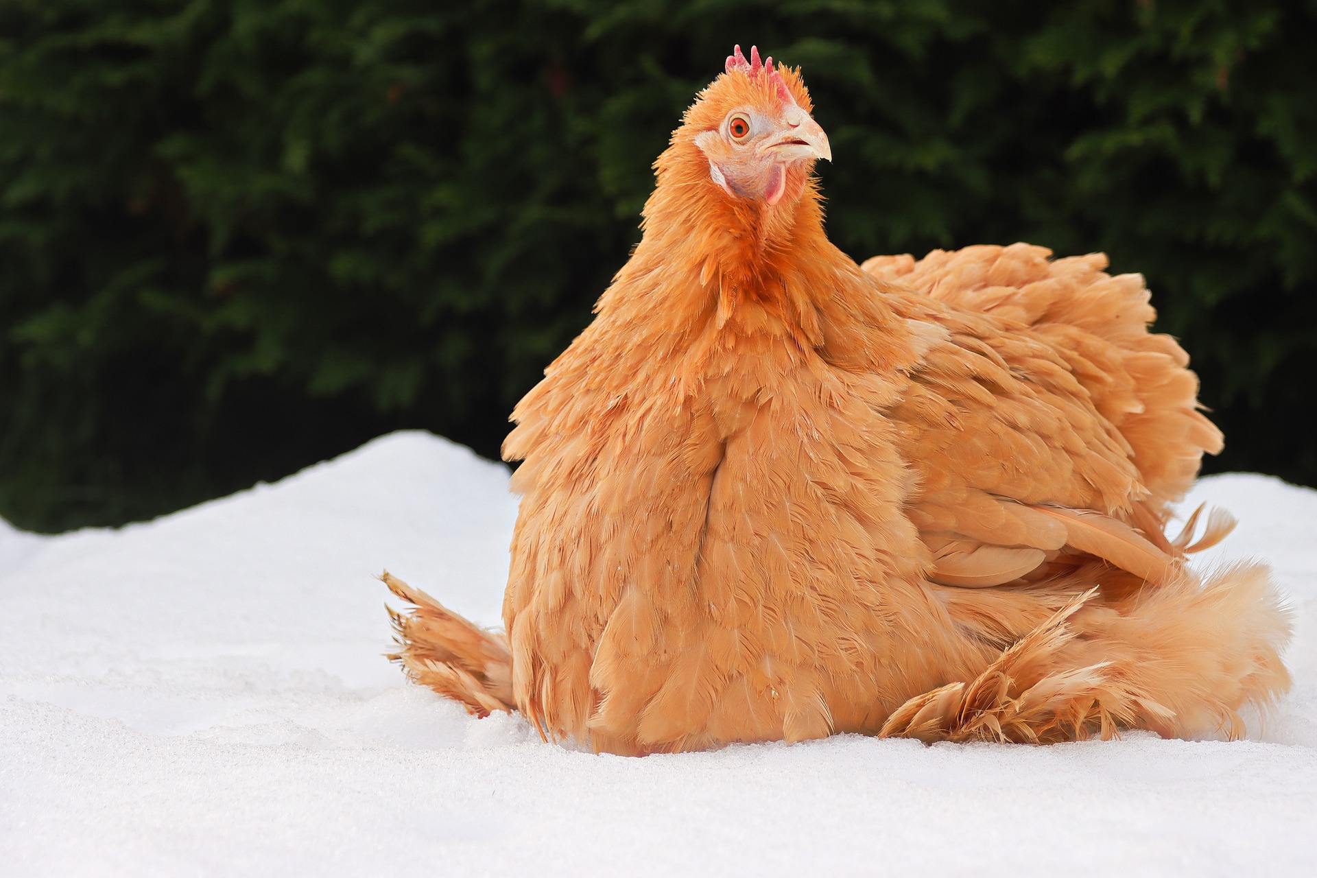 Poule pondeuse dans la neige en hiver résistant au froid