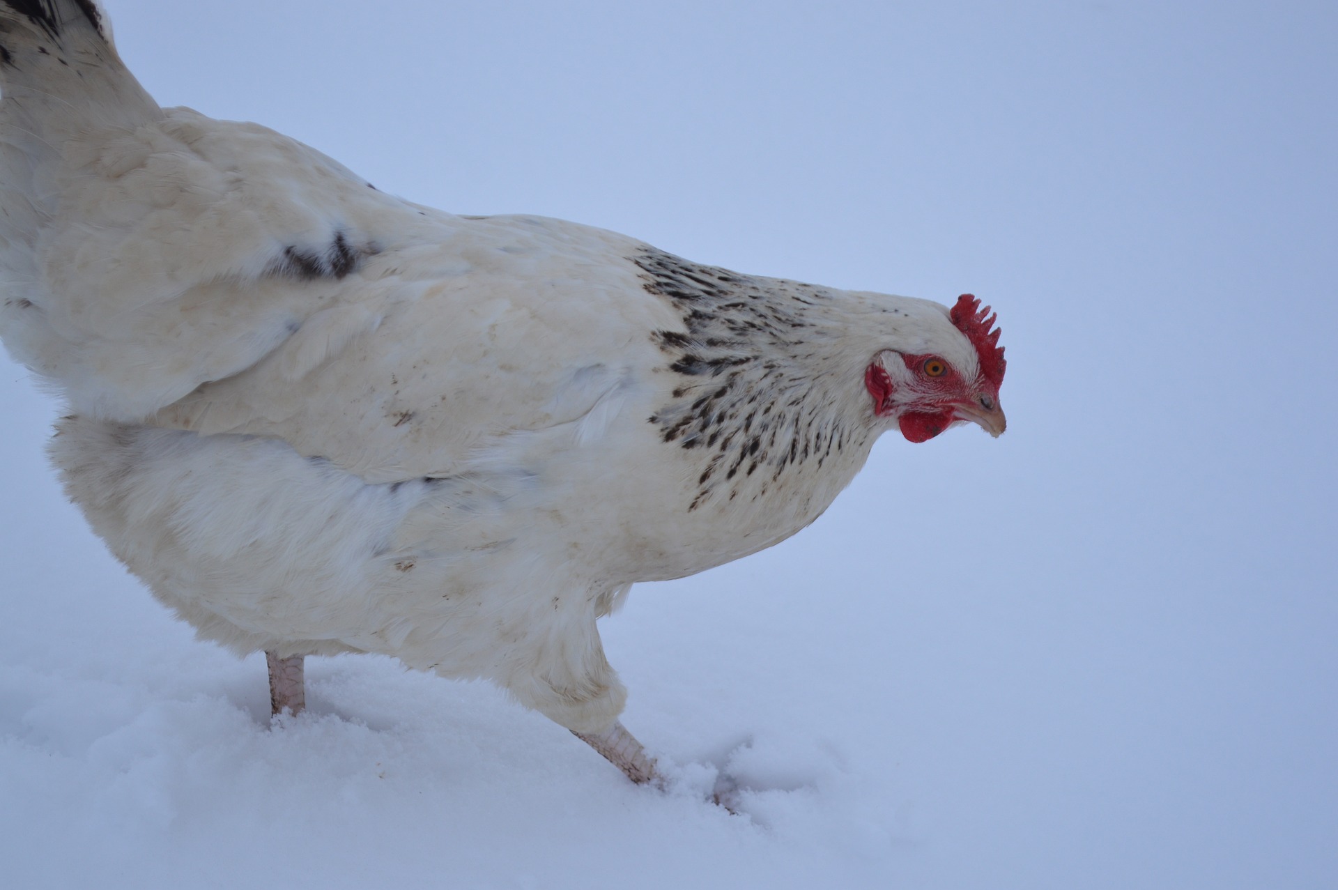 Poule qui marche dans la neige par temps froid