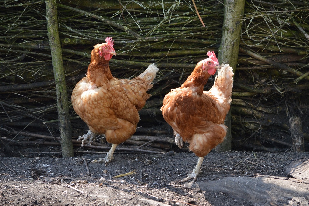 Poule qui communique avec des gloussements et vocalisations variées