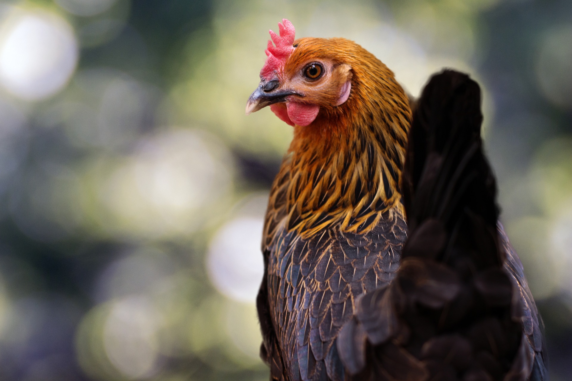 Poule au bord de l'eau dans un jardin