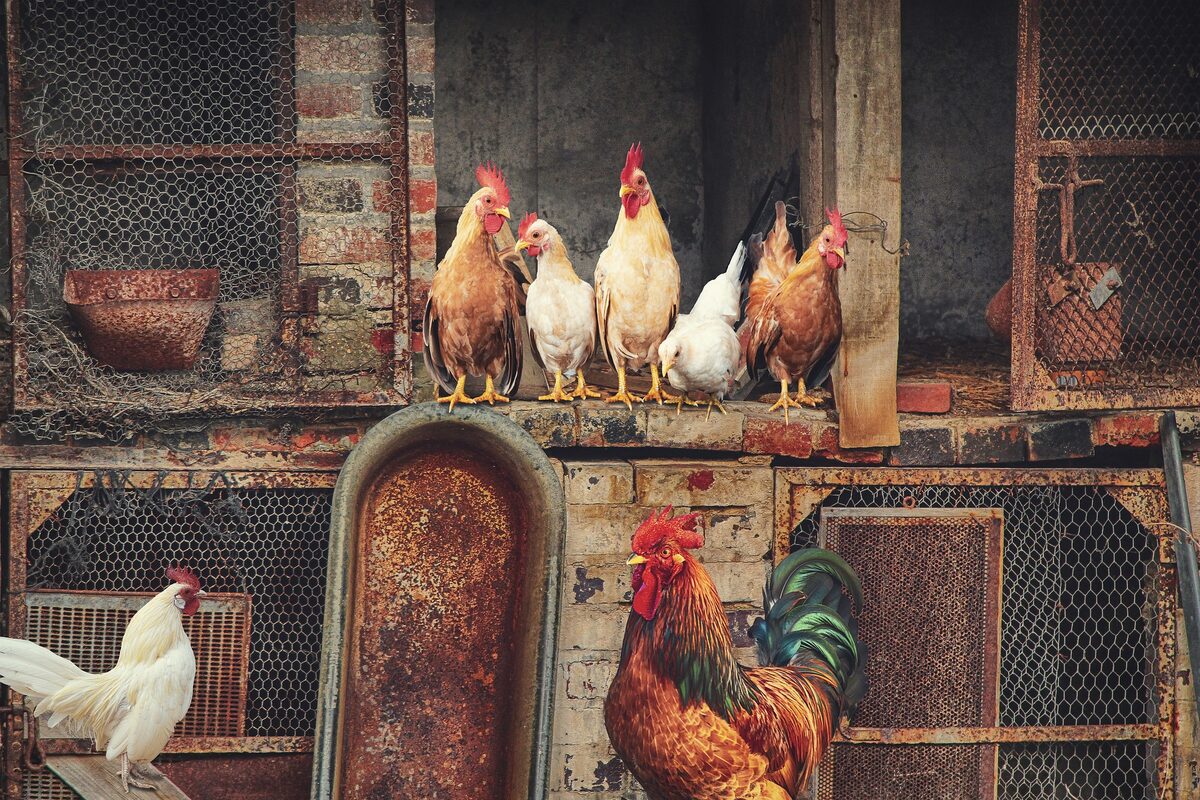 poules perchées en hauteur perchoir