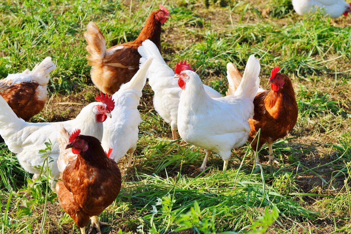 Groupe de poules pondeuses et reproductrice dans un enclos
