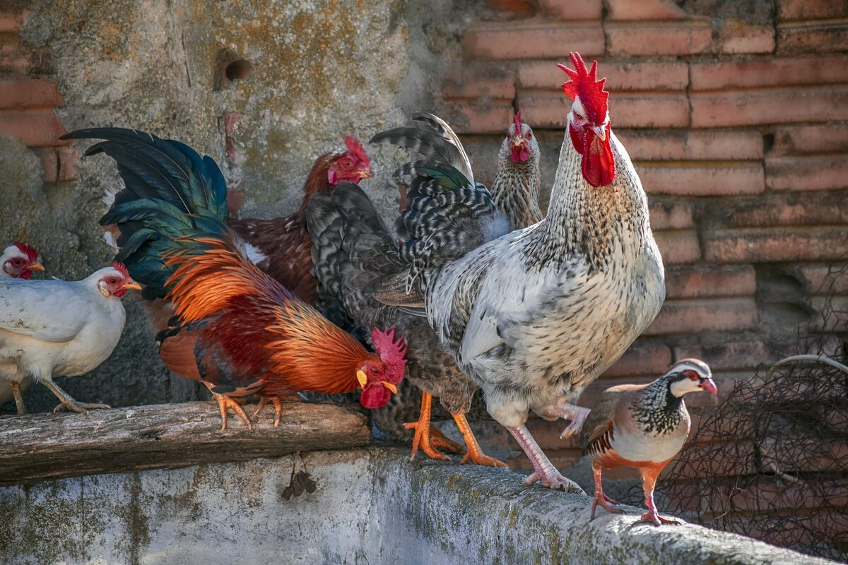 Poules perchées sur une balançoire en bois dans un poulailler