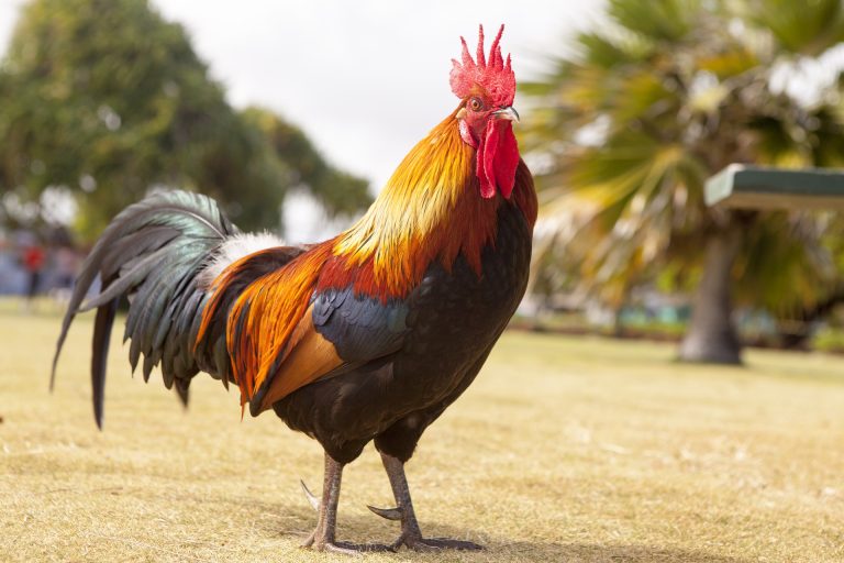 Chapon : définition, élevage, castration et différences avec le coq