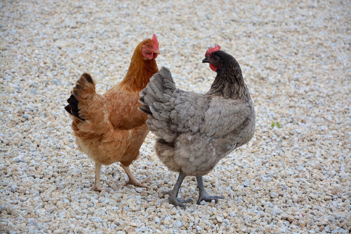 Vers de farine séchés comme complément alimentaire pour poules