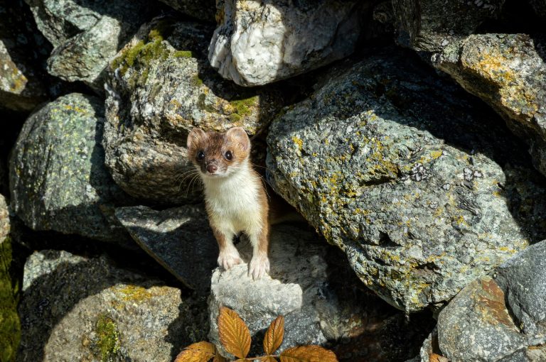 Fouine au poulailler : identifier, piéger et sécuriser