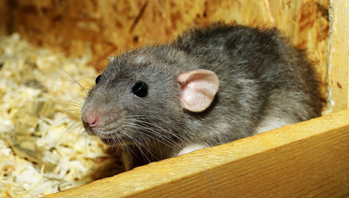 Mesures préventives pour éviter les rats dans un poulailler