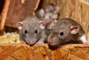 Lire la suite à propos de l’article Comment se débarrasser des rats dans un poulailler ?