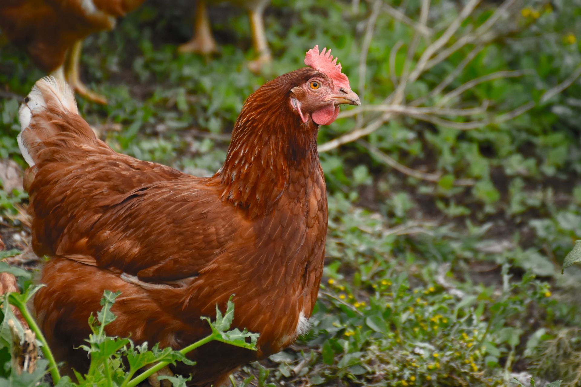 Identifier les caractéristiques physiques d'une poule pondeuse active