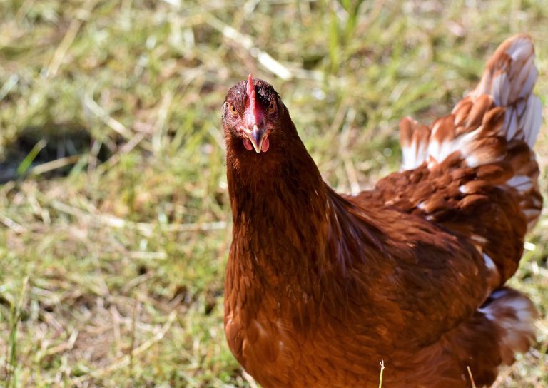 Reconnaître une poule pondeuse : 5 signes physiques et comportementaux