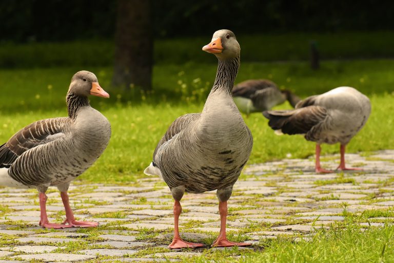 Durée de vie d&rsquo;une oie : 10 à 25 ans selon la race