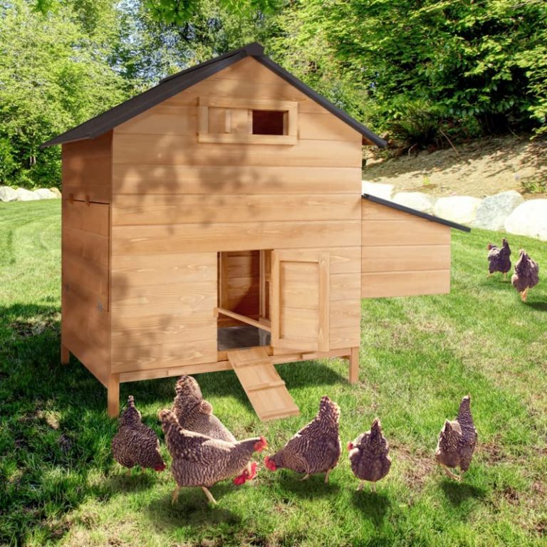 Meilleurs Poulaillers pour 6 Poules : 5 Modèles Comparés