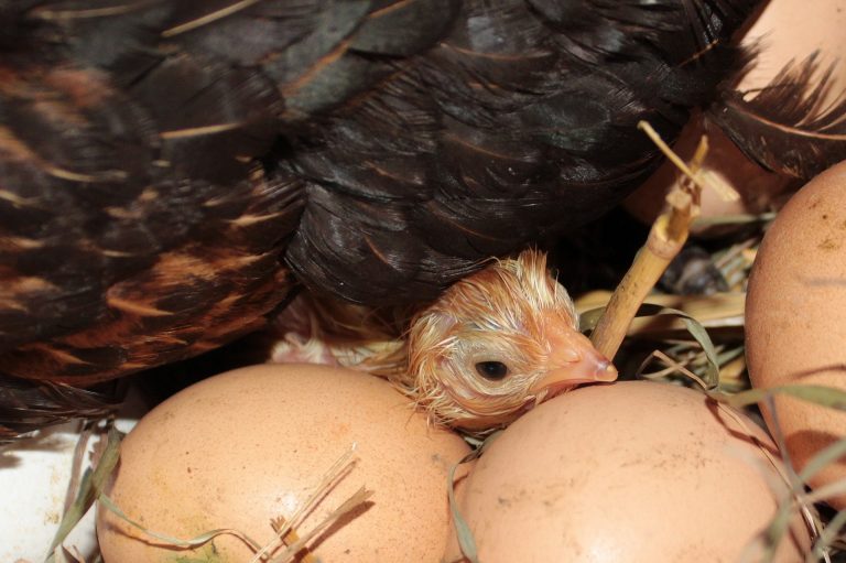 Empêcher une poule de couver : 2 méthodes qui marchent