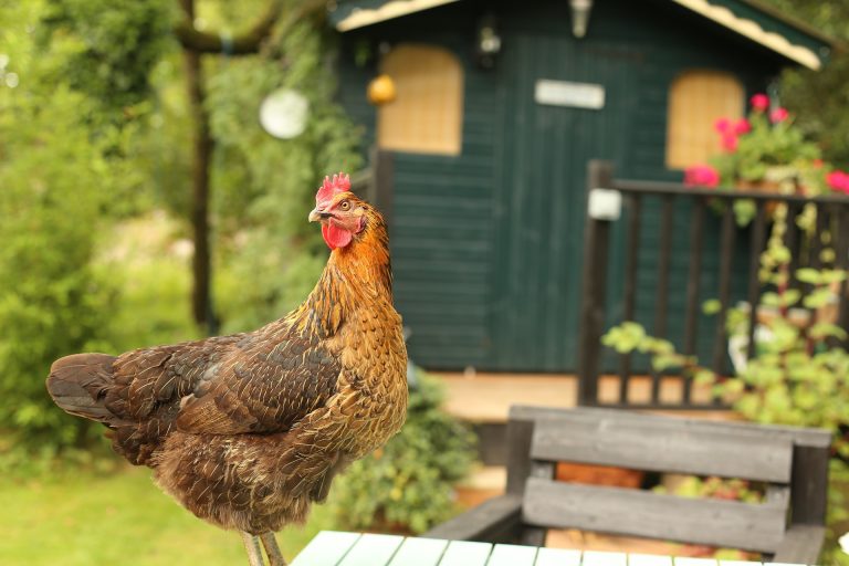 Couper les ailes d&rsquo;une poule : technique, plumes et précautions