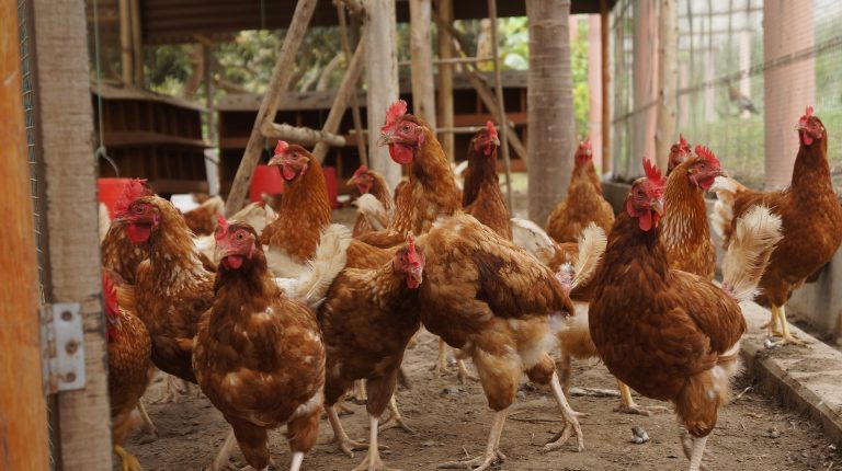 Habituer des poules à un nouveau poulailler : méthode en 3 nuits
