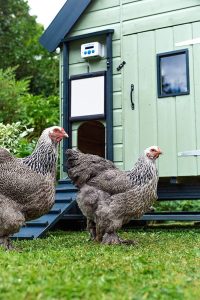 ChickenGuard Pro - Porte Automatique De Poulailler Solaire - Moteur 2kg, Minuterie/capteur Lumière - Sécurisé Contre Les Prédateurs - 5