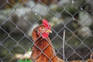 Lire la suite à propos de l’article Les 5 meilleurs grillages à poules pas chers : Avis et comparatif