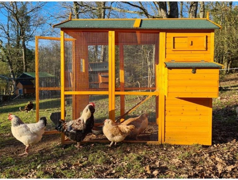 Meilleurs Poulaillers pour 10 Poules : 5 Modèles Comparés