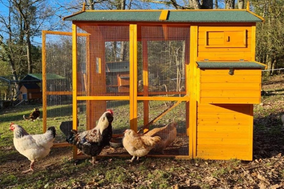 comparatif poulaillers pour 10 poules
