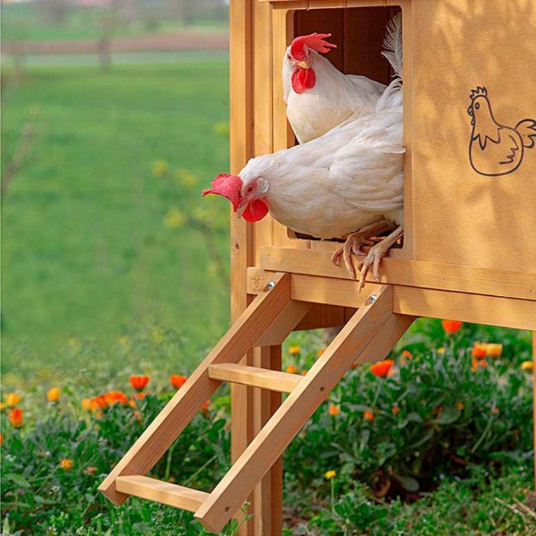 Meilleurs Poulaillers en Bois : 5 Modèles Comparés