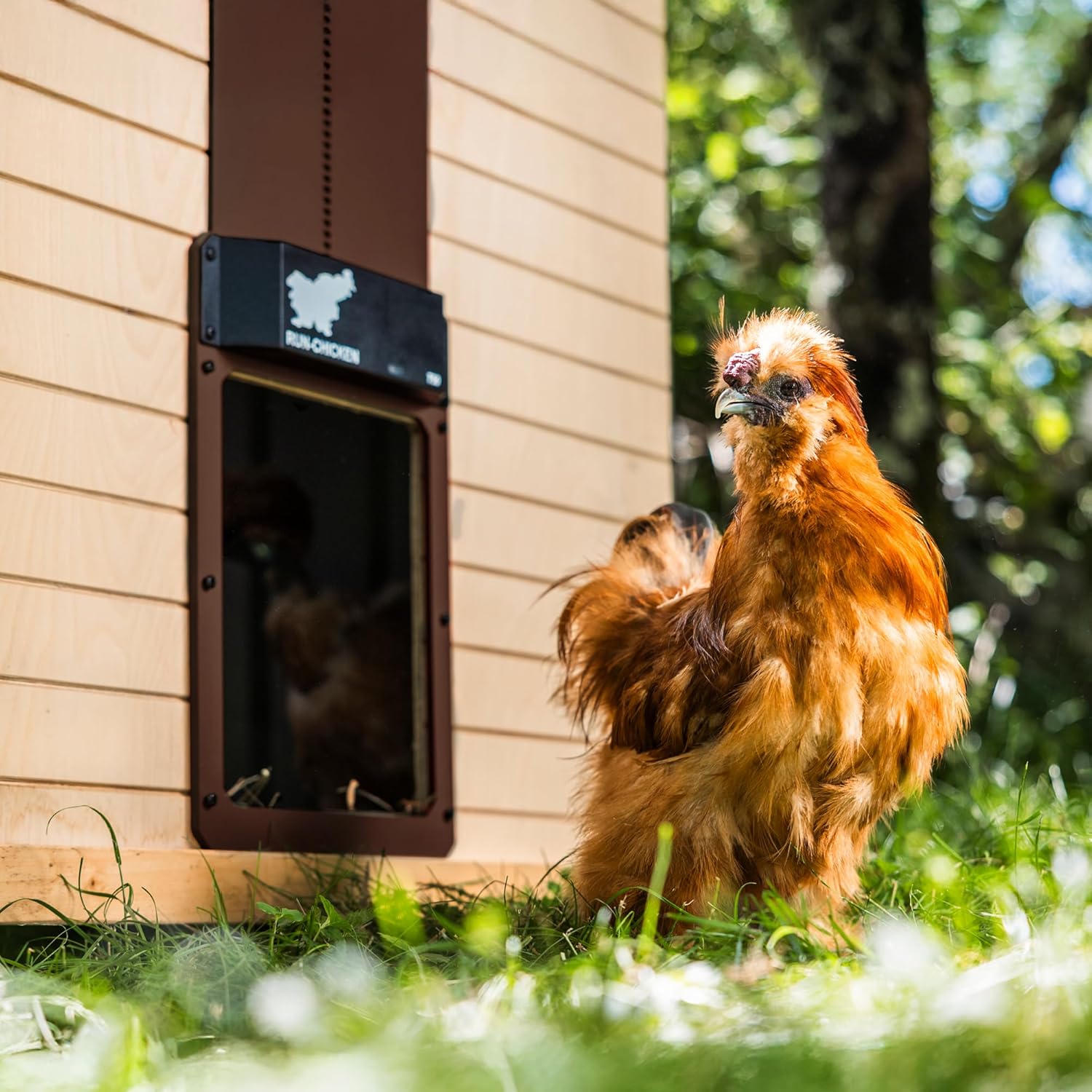 Run-Chicken T50 installation poulailler