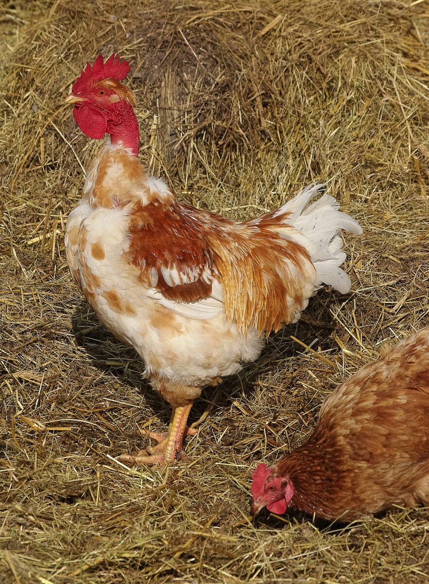 Coq Cou Nu et sa poule dans un élevage français en plein air