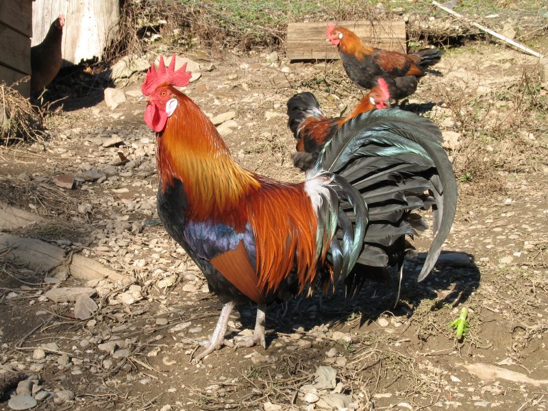 Coq Gaulois doré avec son plumage flamboyant