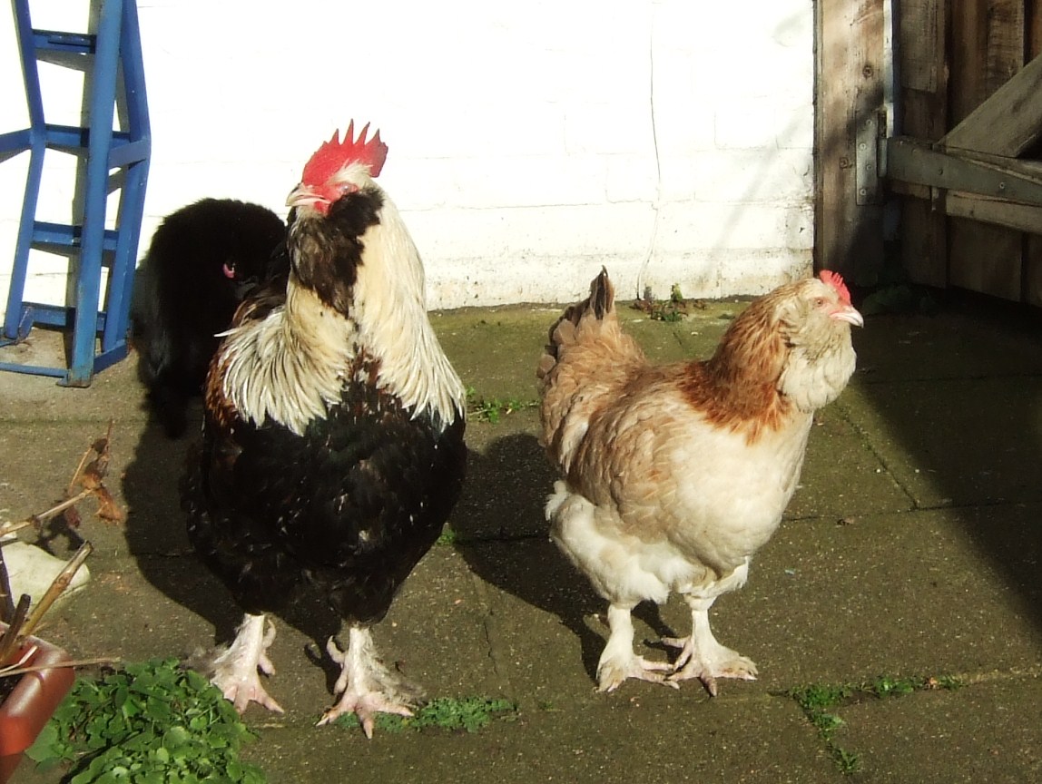 Coq et poule Faverolles saumonés côte à côte