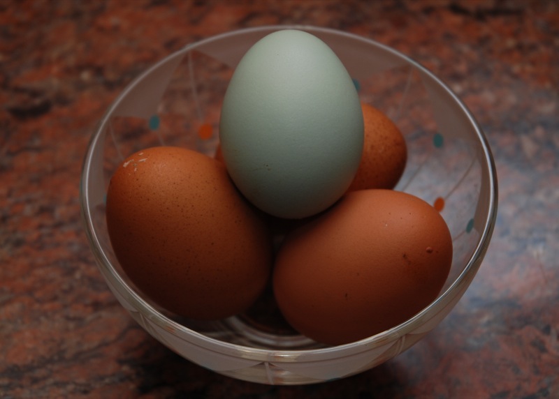 Oeuf bleu pondu par une poule Araucana à côté d'oeufs bruns