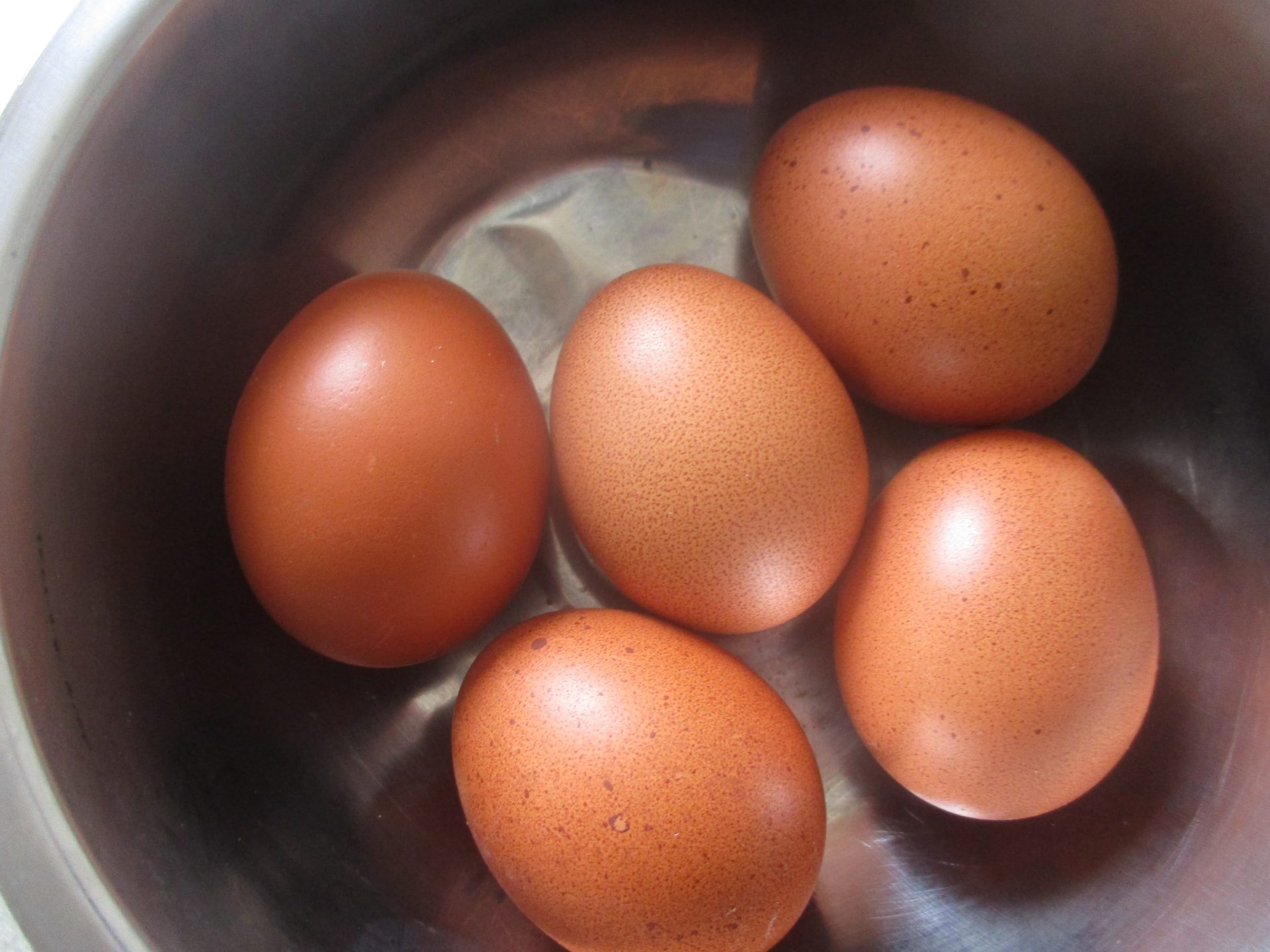 Oeufs brun foncé chocolat pondus par une poule Marans