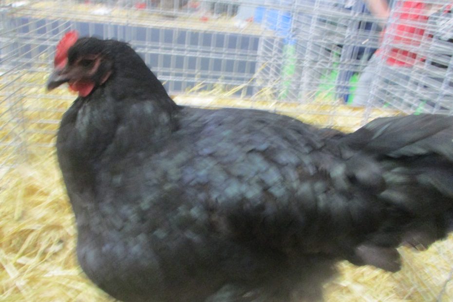 Poule Australorp noire aux reflets verts en exposition