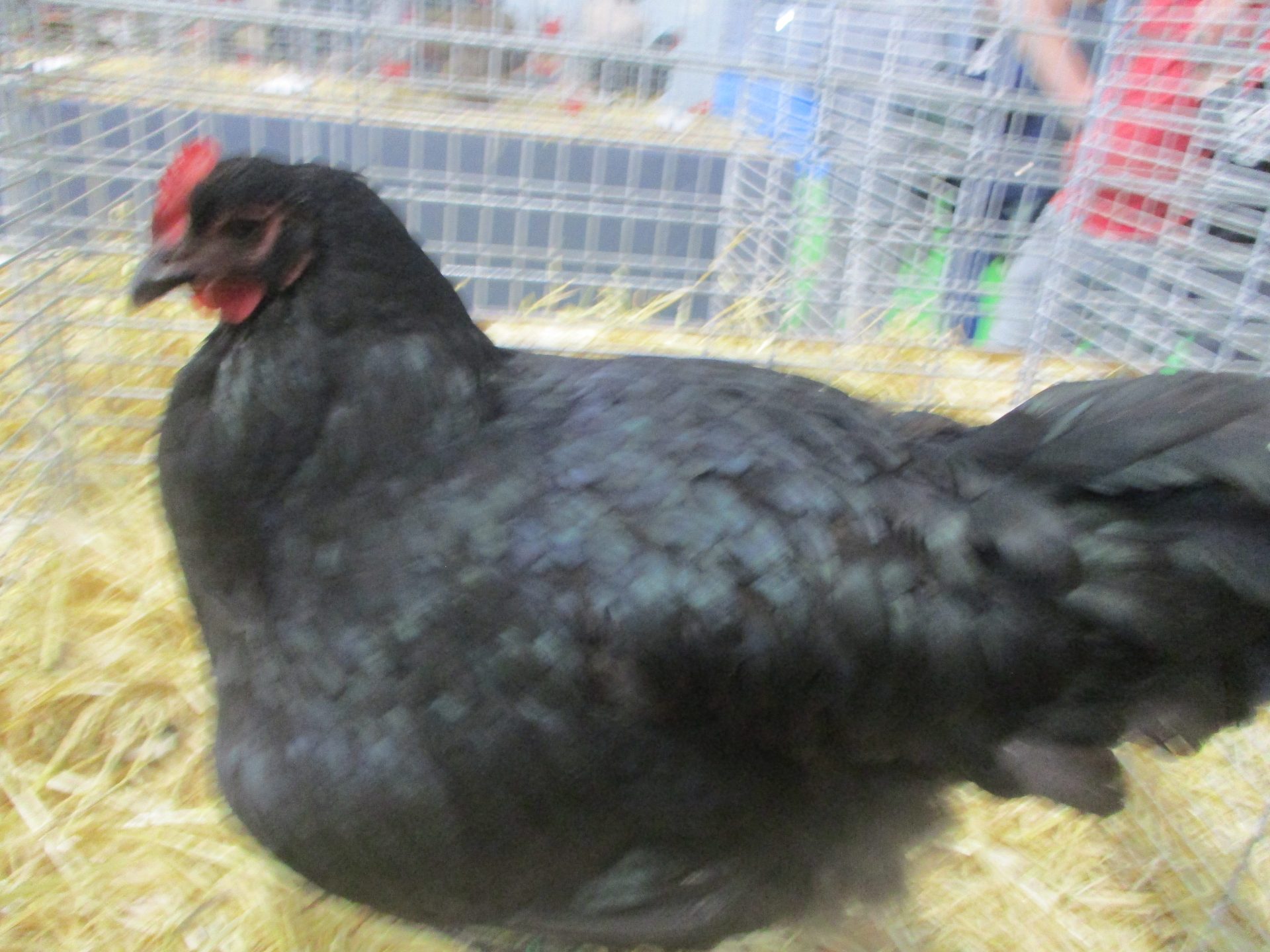 Poule noire au plumage dense avec reflets verts
