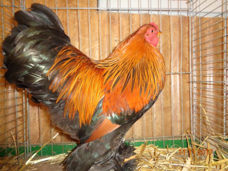 Poule Brahma : la géante aux pattes emplumées