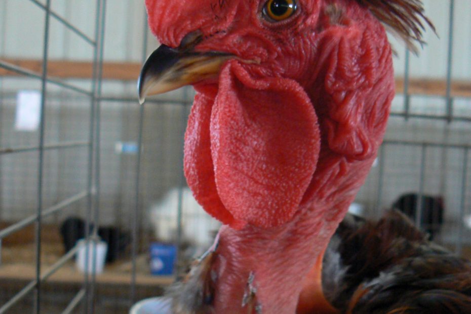Poule Cou Nu avec son cou dénudé caractéristique