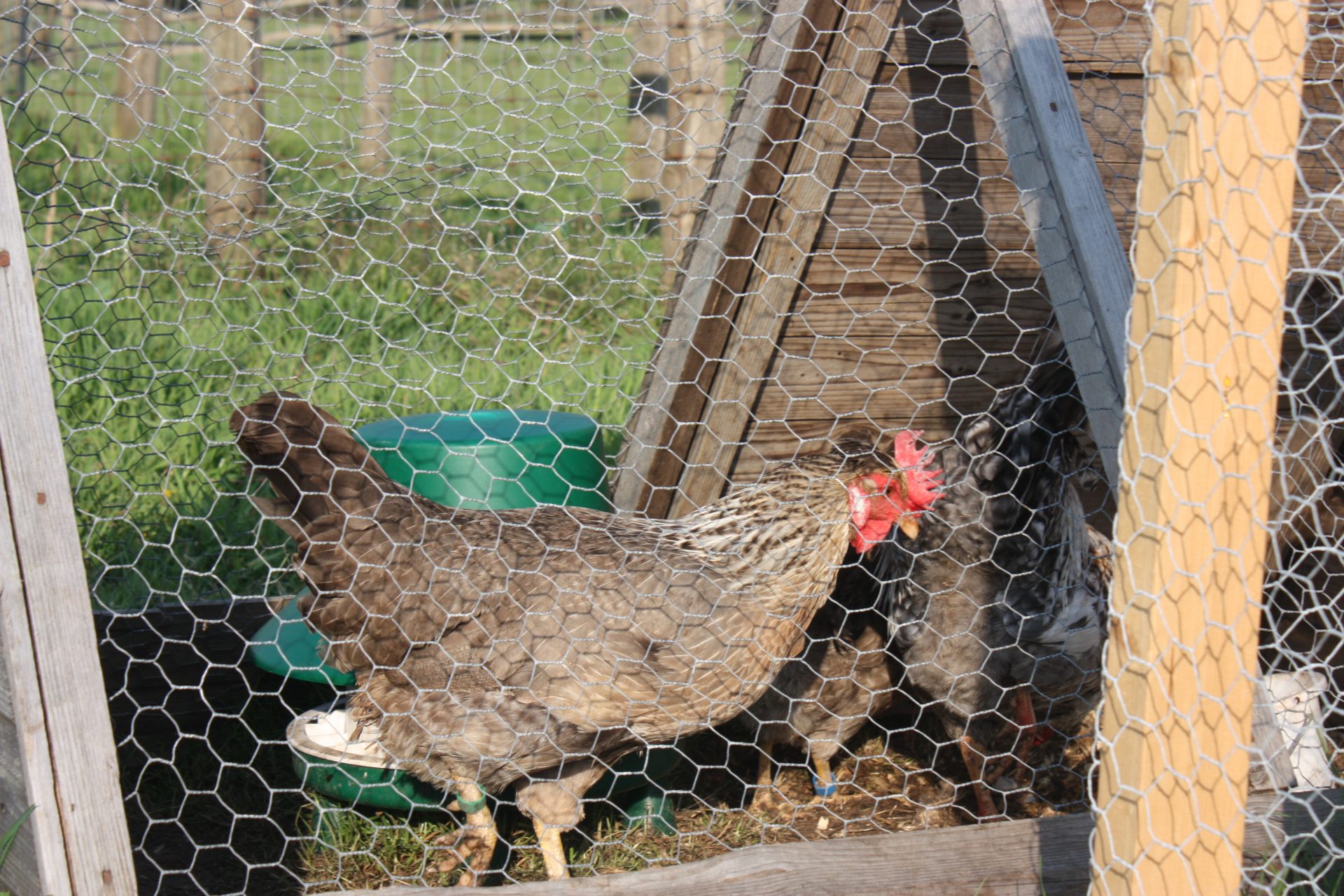 Poule Cream Legbar crème avec sa petite huppe caractéristique