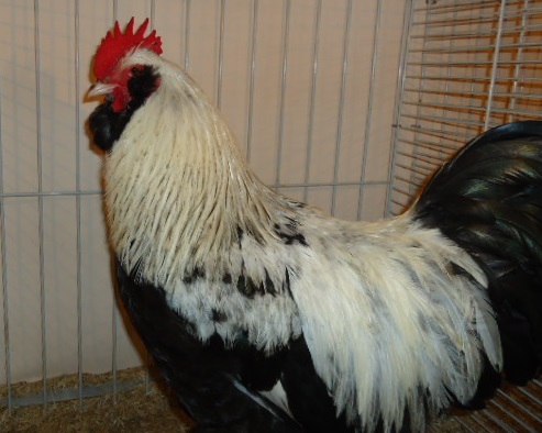 Poule Faverolles saumonée avec sa barbe et ses favoris