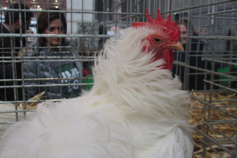 Poule frisée blanche aux plumes bouclées vers l