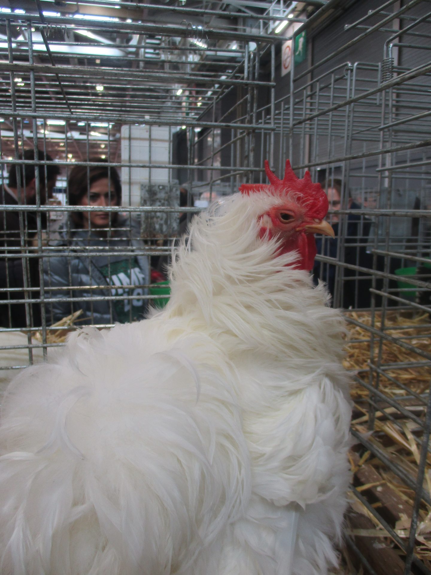 Poule frisée blanche aux plumes bouclées vers l'extérieur