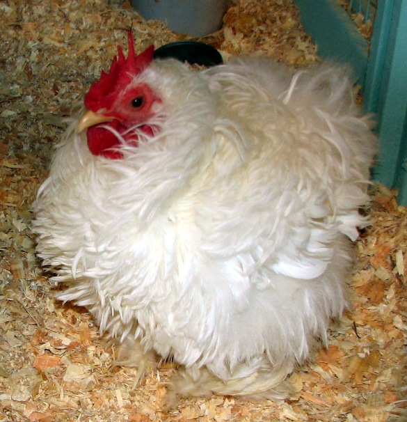 Poule frisée de type Leghorn avec plumage frisé caractéristique