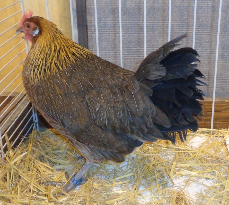 Poule Gauloise dorée : la race patrimoniale française