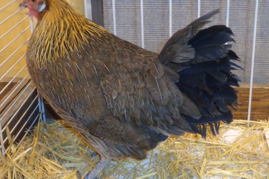 Poule Gauloise dorée au plumage fauve et doré