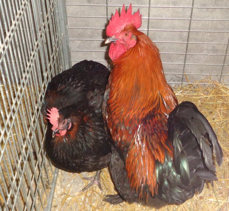 Poule Marans : la pondeuse aux oeufs chocolat