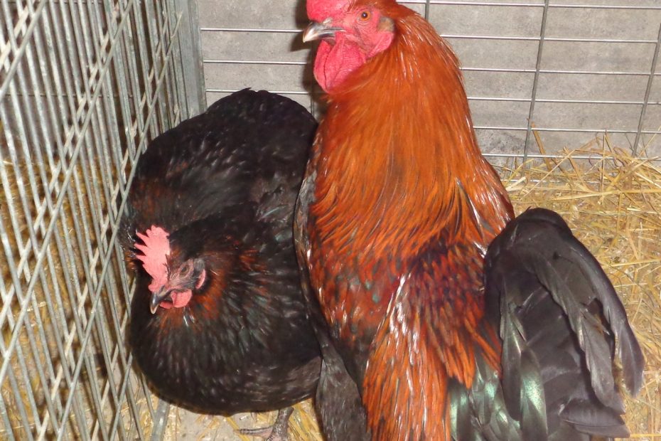 Poule Marans noir cuivré au plumage sombre avec reflets cuivrés