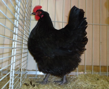 Poule Harco : la pondeuse noire aux gros oeufs